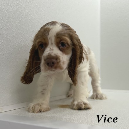 puppy, for, sale, Cocker Spaniel, Joe & Cherri  Overlease, dog, breeder, Miller, MO, dog-breeder, puppy-for-sale, forsale, nearby, find, puppyfind, locator, puppylocator, aca